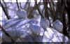 Snowbirds-2-brushy-2alt-cropped.jpg (164147 bytes)
