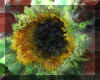 Sunflower-WC1-blur1-combo3-distortion1-mod1.jpg (239195 bytes)